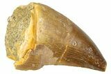 Fossil Mosasaur (Thalassotitan) Tooth - Morocco #374479-1